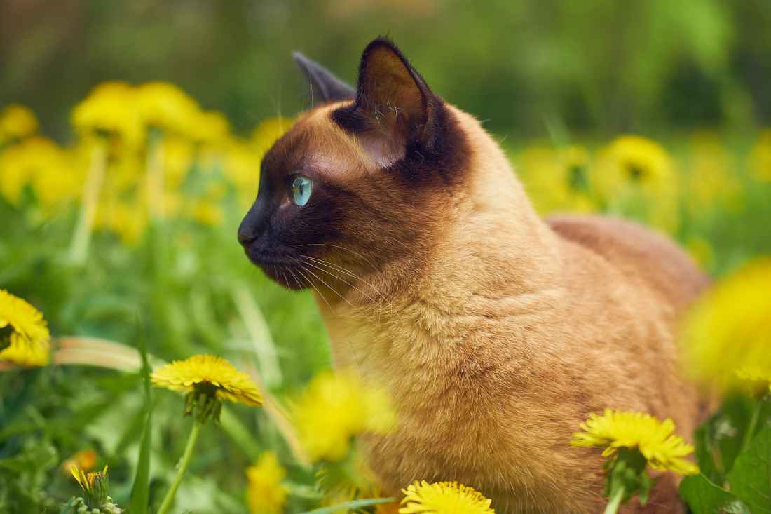 photo of cat in a flower field